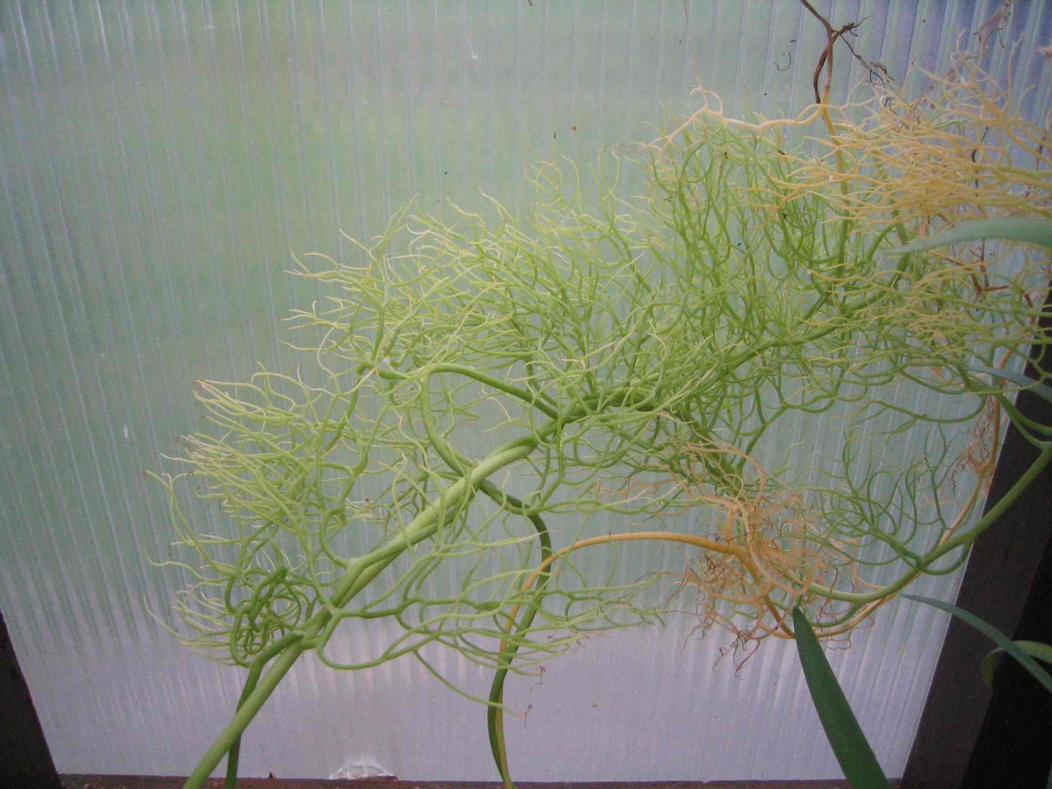 Mystery plant foliage