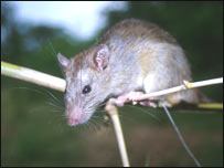 کورني موږکان