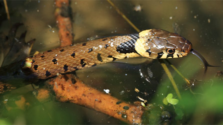 A swimming grass snake by Rat Salad.