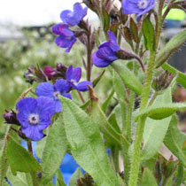 Anchusa azurea
