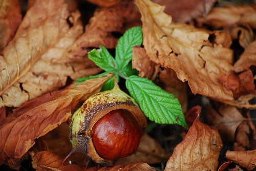 Conker amongst leaves by Sam Hobbs