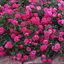 Rosa 'County of Hampshire'