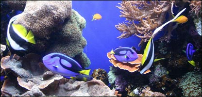 زندگی ماهی ها