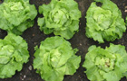 Vegetable potager (image: Lettuce)