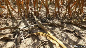 засуха в США