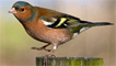 A male chaffinch by Jeff Cohen