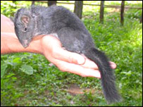 O rato das rochas do Laos