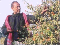 लैंटाना लकड़ी