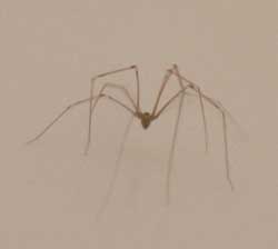 Daddy long legs spider