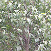Ligustrum japonicum