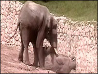 Elefante ataca fêmea em zoológico de Israel