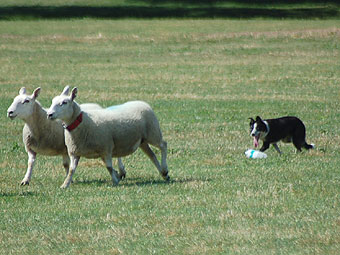 Treialon Cŵn Defaid Cenedlaethol Cymru