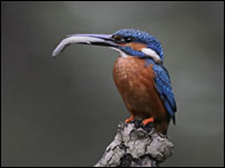 Kingfisher at Sutton Courtney by Ron Perkins