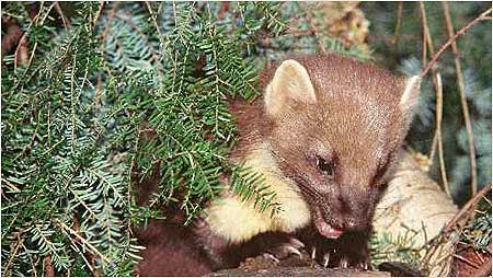 Pine Marten c/o Natural England and Paul Glendell