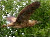 The bittern spotted by Paul Sergent