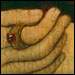 Catherine Parr's hands