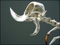 Papa-Léguas - © Sprecher &amp; Sutter