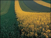 Pesquisa mostra impacto de plantação de trangênicos na fauna