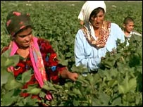 کار در مزرعه پنبه در ازبکستان