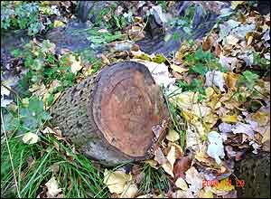 ميلاد رشيدی