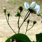 Dead heads on rose bush