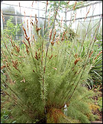 Grass from the Royal Botanical Garden in Wales