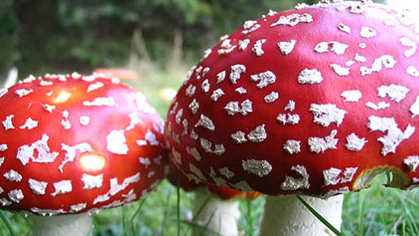 Fly agratic toadstools