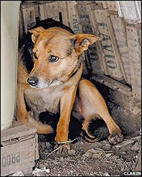 Cadela vira heroína ao salvar bebê abandonado na Argentina