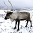 Activities (Image: Reindeer)