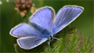 A common blue by James Mclaren