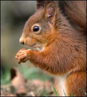 Red squirrel feeding. Photo: Allan Potts and SoS