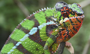 A Life In Cold Blood: A panther chameleon (furcifer pardalis)