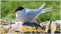 Tern