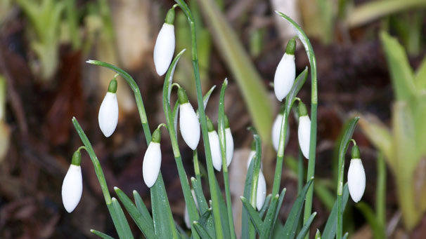 Snowdrops