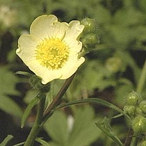 Ranunculus acris 'Citrinus'