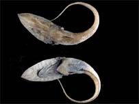 Falta de pesquisadores prejudica pesquisa no Brasil