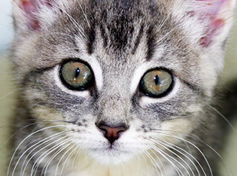 A kitten from the Cats Protection League