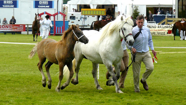 Islay of Whitefield being shown in the main ring with her foal. The mare went on to win the place of breed champion.
