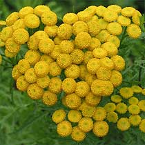Common tansy