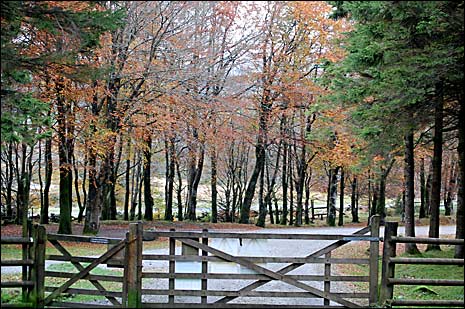 Gate to Bellever Woods