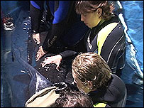 Massagem em tubarão do aquário de Melbourne