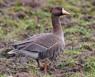 Greenland White-fronted Goose by Paul Marshall