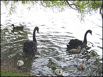Swans and cygents at York Uni campus