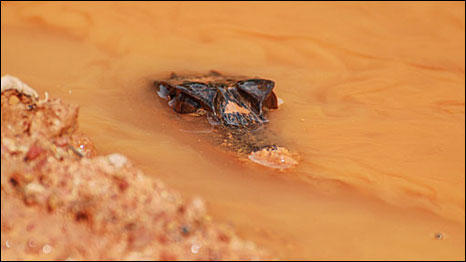 Baby crocodile in pothole