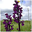 Orchids c/o West Kent Downs Countryside Trust.