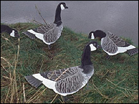 A gaggle of geese