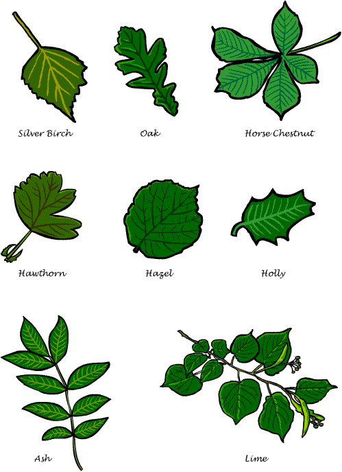 Leaf guide
