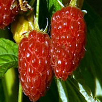 Autumn raspberry 'Joan J'