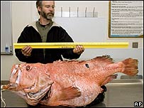 صخره ماهی صید شده