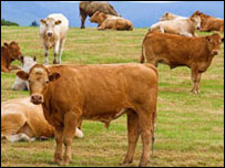 حمل نگرفتن گاو ها 